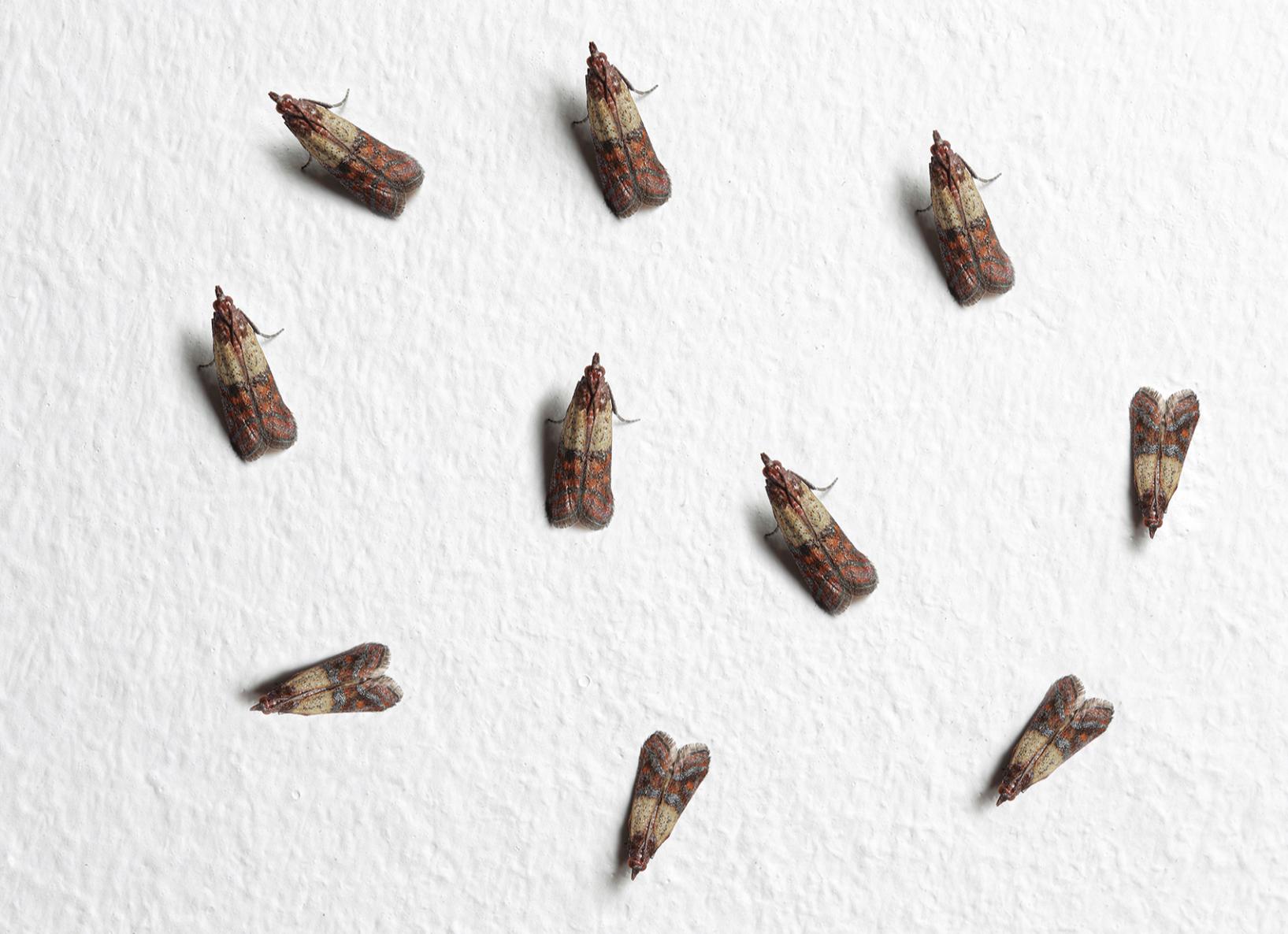 Как избавиться от моли в доме и квартире быстро и навсегда