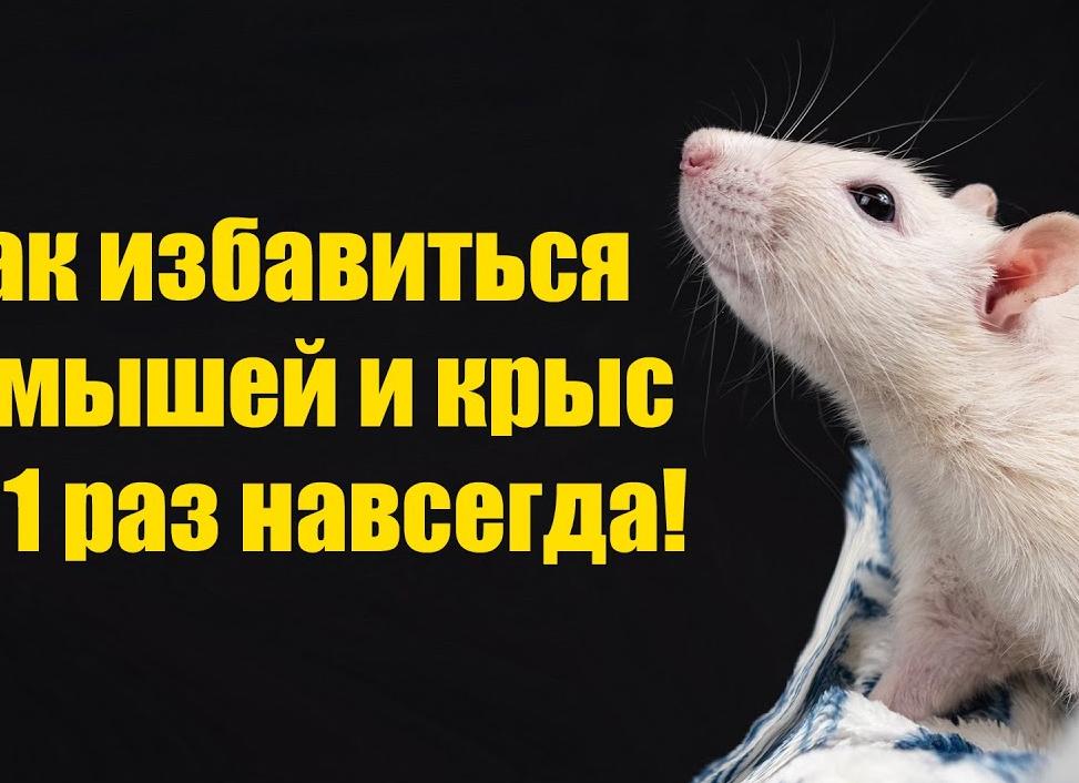Как эффективно избавиться от мышей в частном доме навсегда?